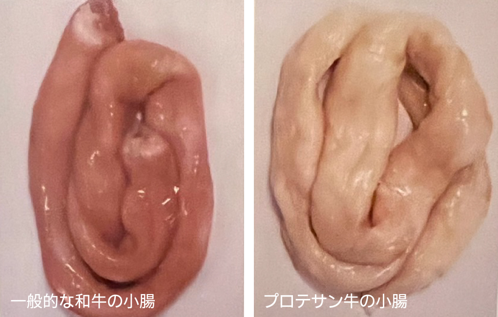 牛の小腸